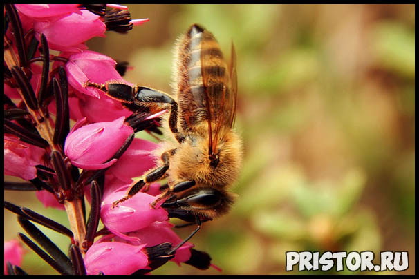 Пчелы наши друзья или враги - интересная информация про пчел 3