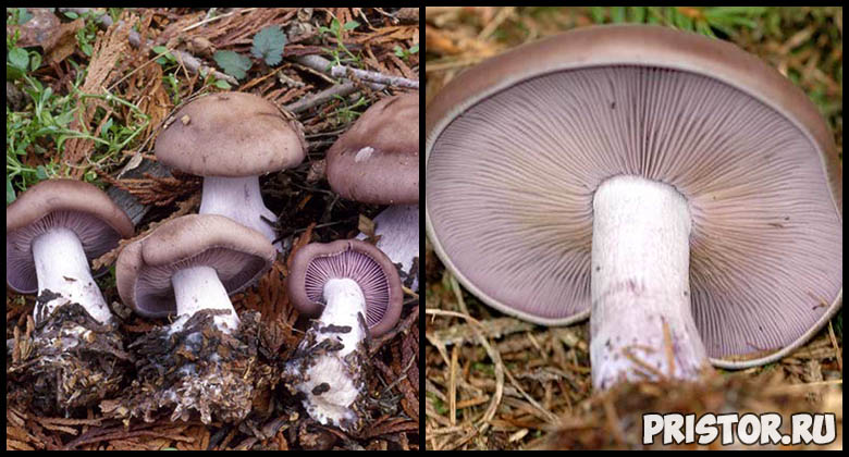 Съедобные грибы рядовки - фото и описание, как выглядят рядовки 1