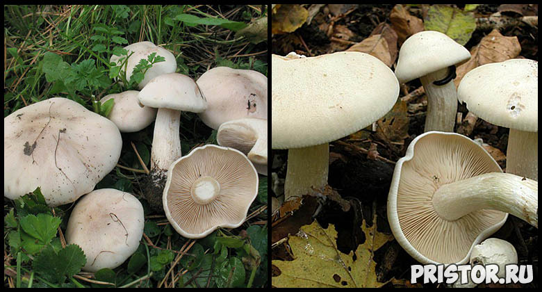 Съедобные грибы рядовки - фото и описание, как выглядят рядовки 5