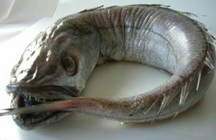 Рыба из ада в интернете испугались рыбу Хек - интересные новости 1