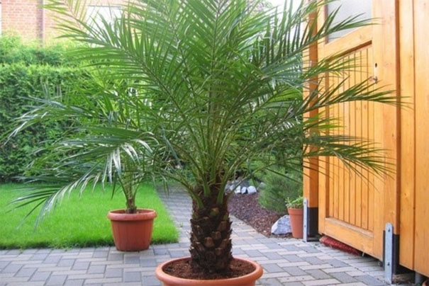 Как вырастить финиковую пальму из косточки в домашних условиях - секреты 3