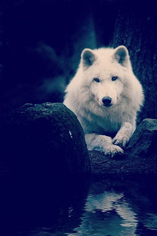 Красивые и прикольные картинки волка на аватарку - скачать бесплатно 11