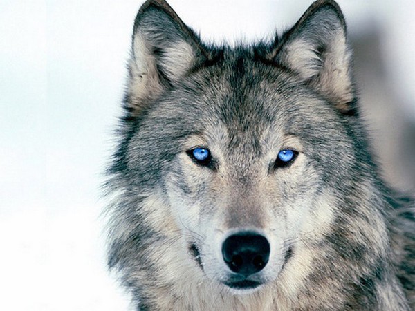 Красивые и прикольные картинки волка на аватарку - скачать бесплатно 3