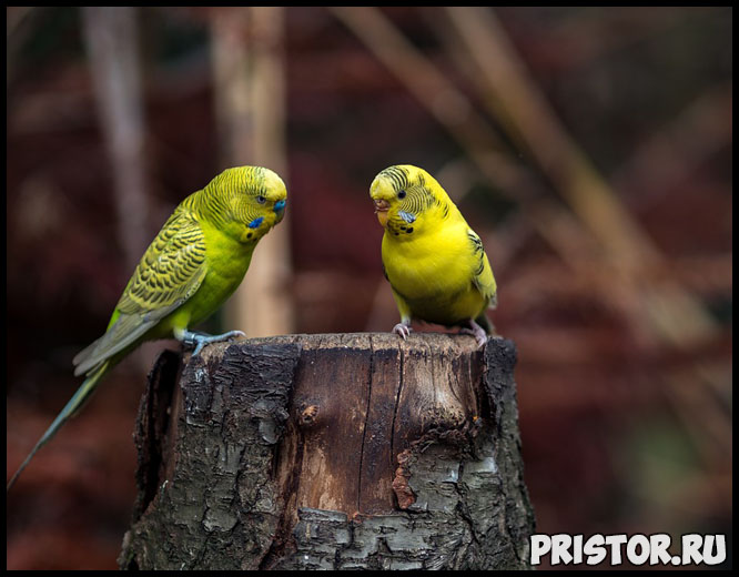 Как научить говорить волнистого попугая - эффективные способы и советы 5