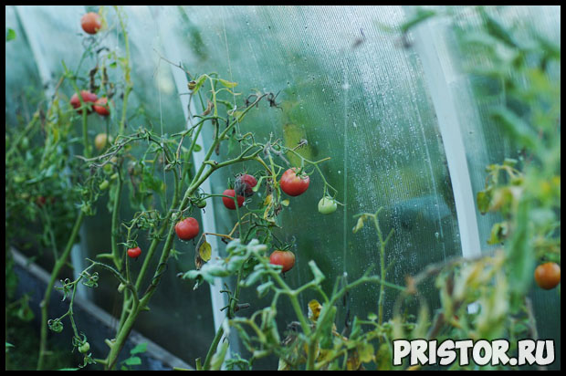 Как правильно высадить рассаду томатов в теплице - главные правила 1