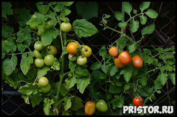 Как правильно высадить рассаду томатов в теплице - главные правила 2
