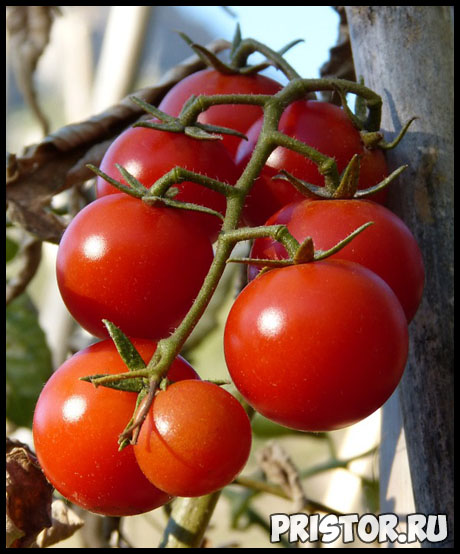 Как правильно высадить рассаду томатов в теплице - главные правила 3