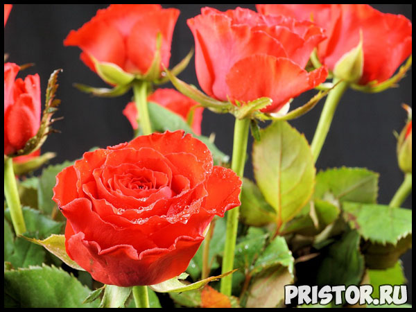 Можно ли вырастить розу из семян, купленных в интернет магазине 3