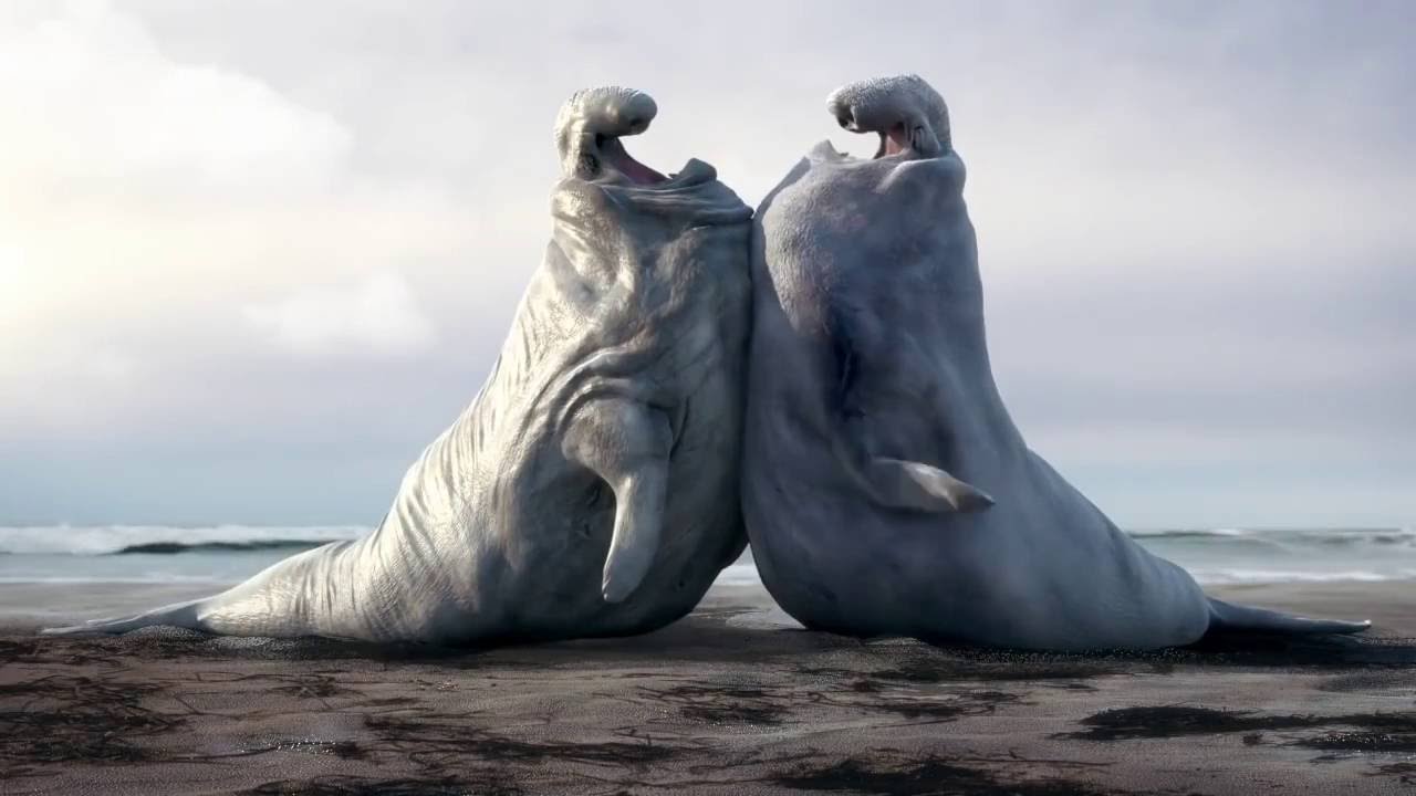 Морские слоны фотографии (лат. Mirounga) - самые красивые картинки 12
