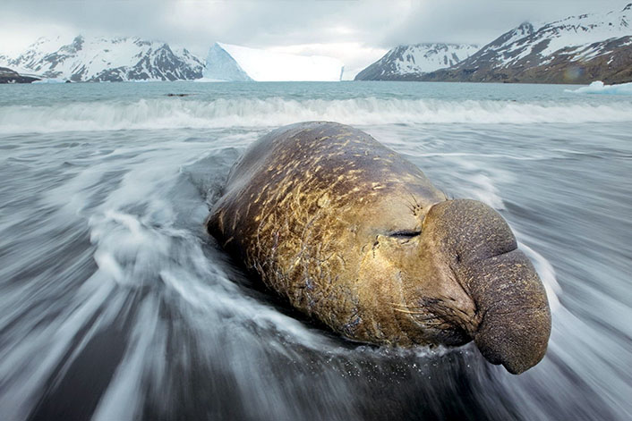 Морские слоны фотографии (лат. Mirounga) - самые красивые картинки 4