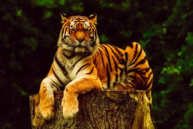 Тигры фото животных, самые необычные и удивительные картинки 10