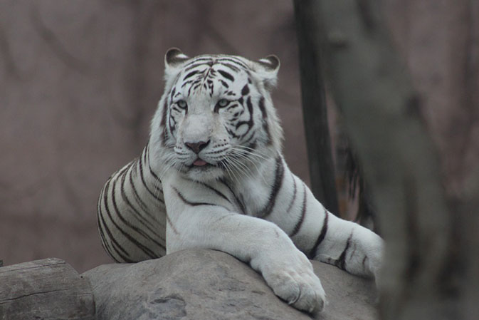Тигры фото животных, самые необычные и удивительные картинки 11