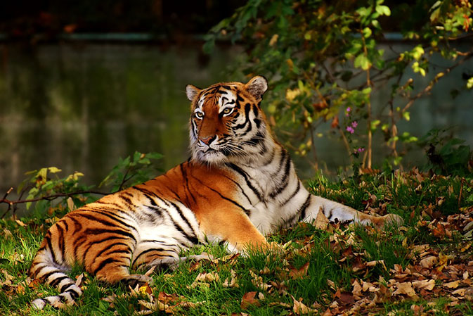 Тигры фото животных, самые необычные и удивительные картинки 13