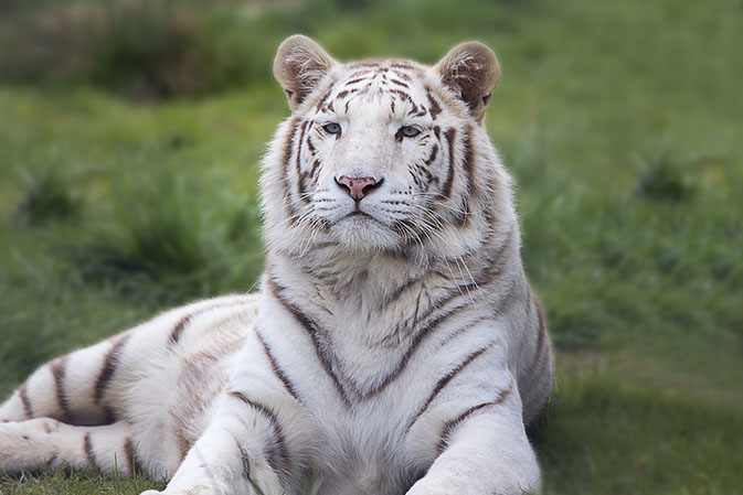 Тигры фото животных, самые необычные и удивительные картинки 16