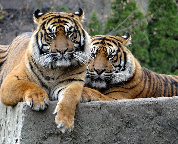 Тигры фото животных, самые необычные и удивительные картинки 18
