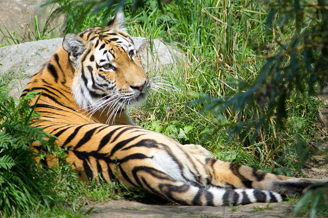 Тигры фото животных, самые необычные и удивительные картинки 20