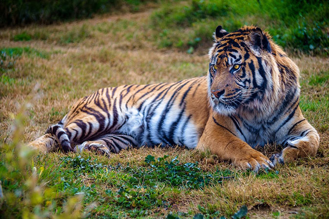 Тигры фото животных, самые необычные и удивительные картинки 22