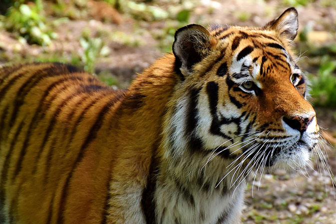 Тигры фото животных, самые необычные и удивительные картинки 23