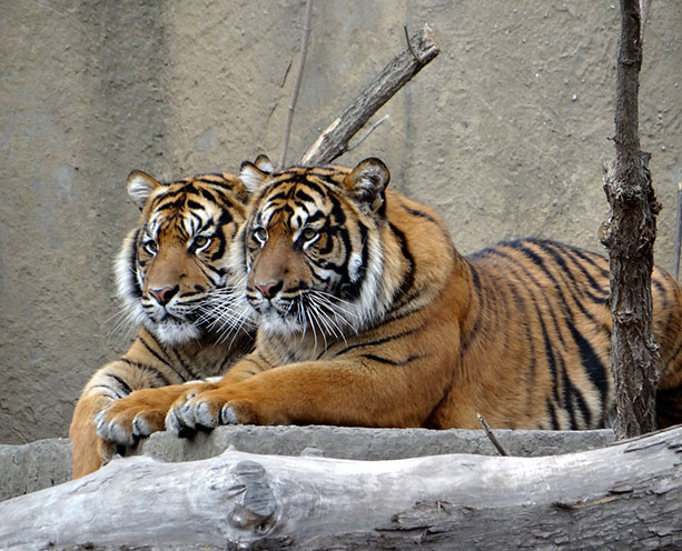 Тигры фото животных, самые необычные и удивительные картинки 24