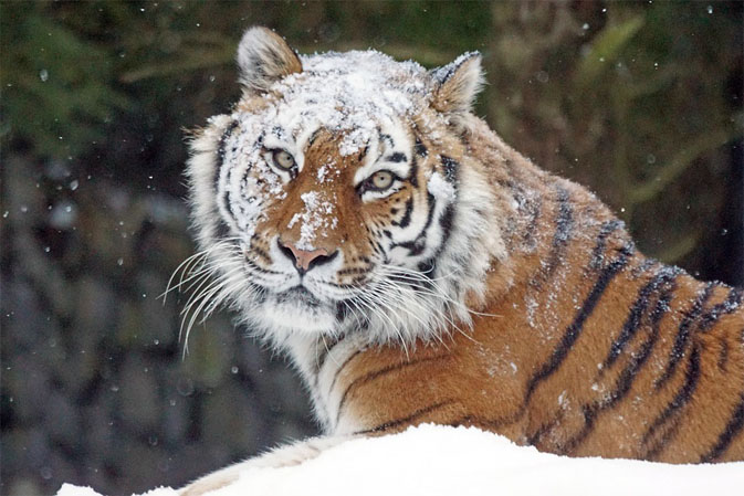Тигры фото животных, самые необычные и удивительные картинки 26