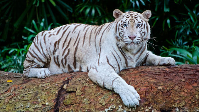 Тигры фото животных, самые необычные и удивительные картинки 27
