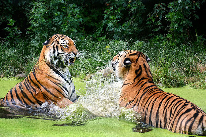Тигры фото животных, самые необычные и удивительные картинки 29