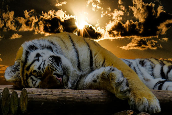Тигры фото животных, самые необычные и удивительные картинки 3
