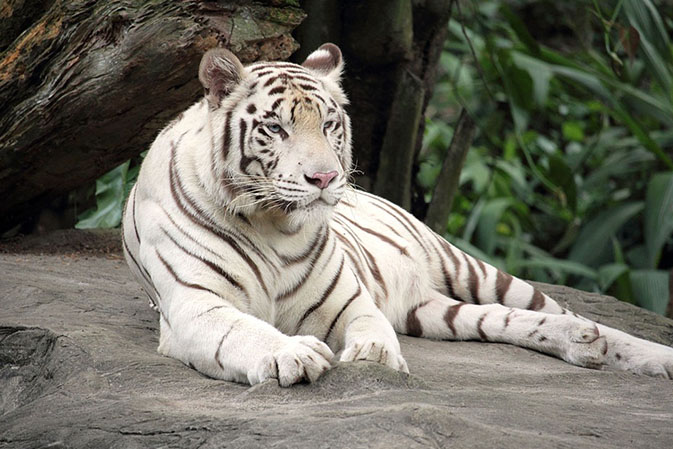 Тигры фото животных, самые необычные и удивительные картинки 30
