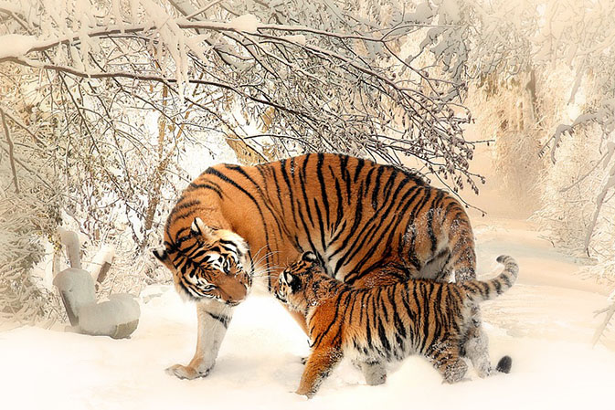 Тигры фото животных, самые необычные и удивительные картинки 4