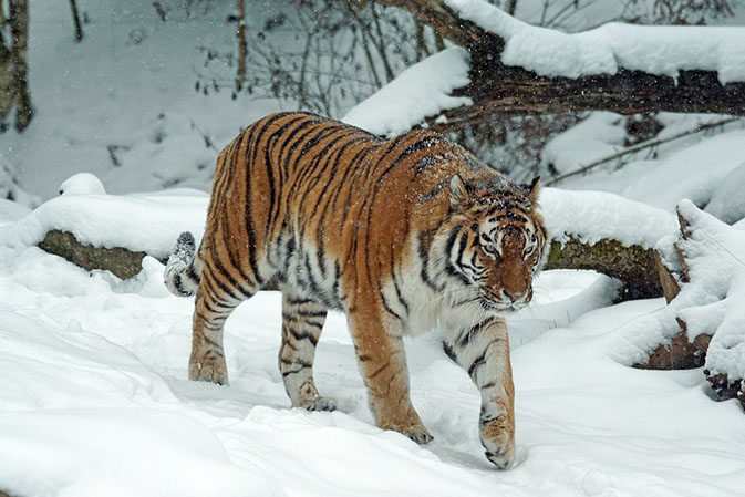 Тигры фото животных, самые необычные и удивительные картинки 5