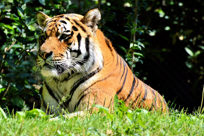 Тигры фото животных, самые необычные и удивительные картинки 6