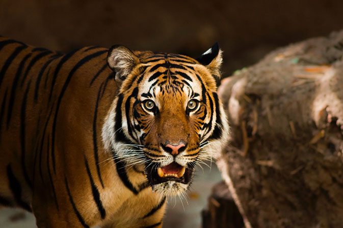 Тигры фото животных, самые необычные и удивительные картинки 7