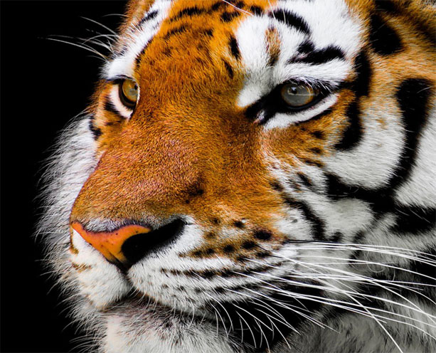 Тигры фото животных, самые необычные и удивительные картинки 8