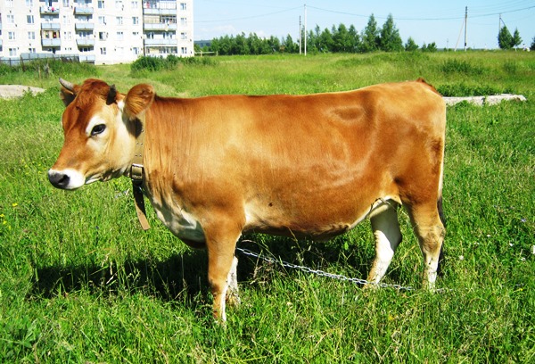 У какой породы коров самое жирное молоко - список самых лучших 1