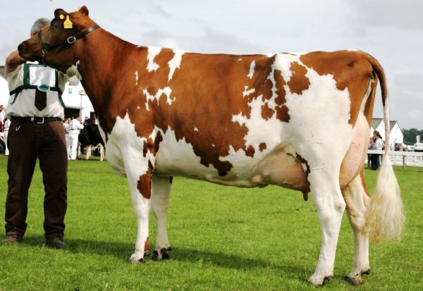 У какой породы коров самое жирное молоко - список самых лучших 2