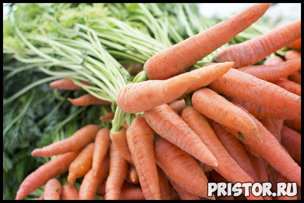 Как вырастить ровную и сладкую морковь - основные советы и способы 2