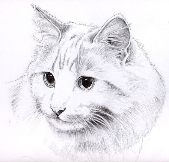Картинки кошек и котят для срисовки - очень красивые и прикольные 12