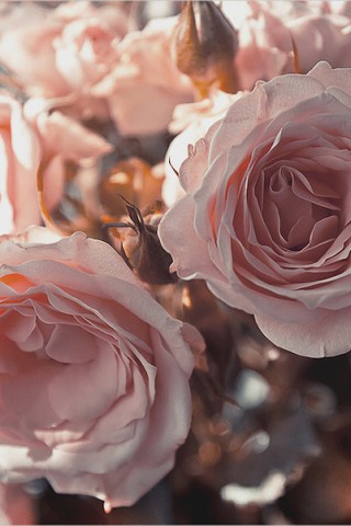 Картинки на телефон букеты и цветы - самые красивые и удивительные 14