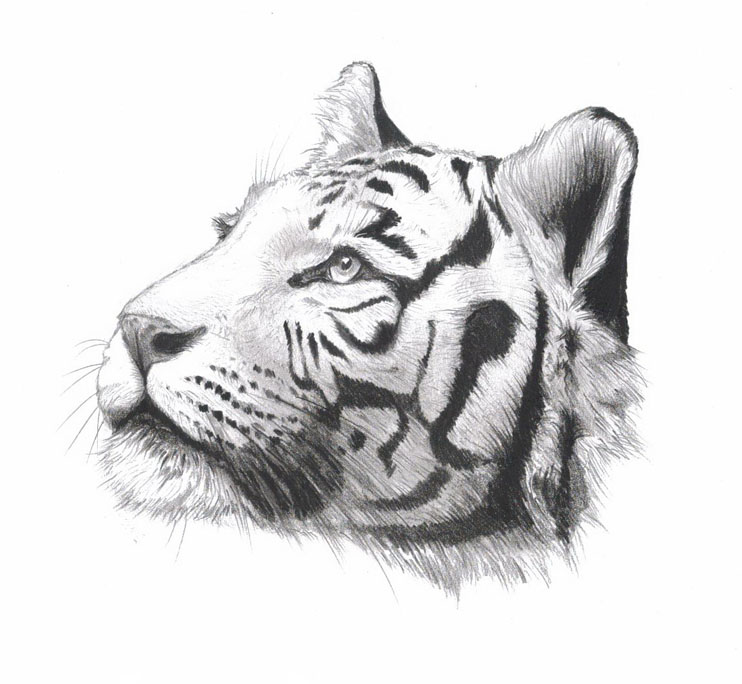 Картинки тигра для срисовки карандашом - красивые и прикольные 10