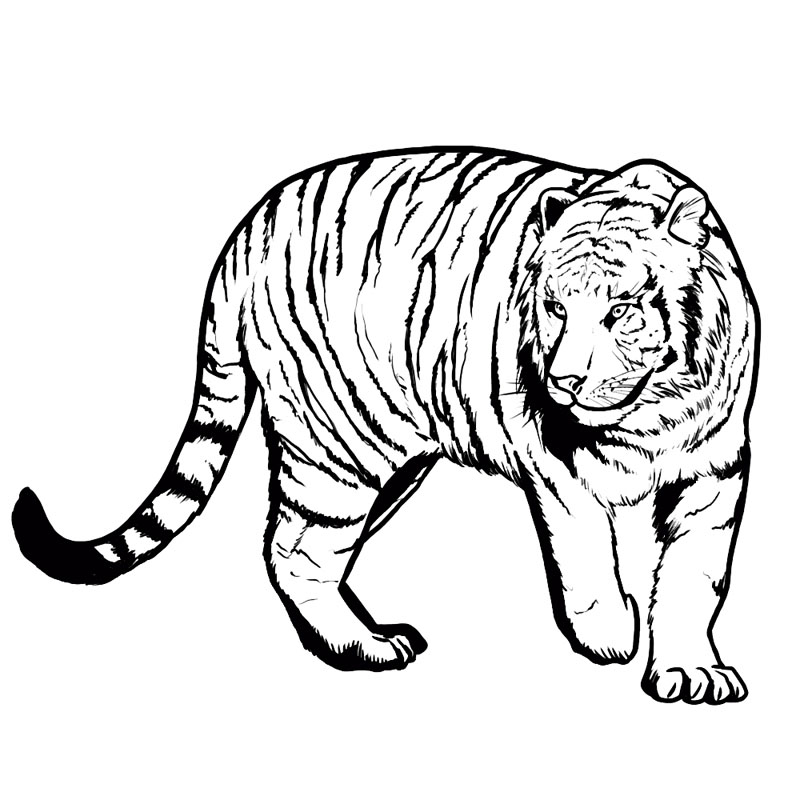 Картинки тигра для срисовки карандашом - красивые и прикольные 2