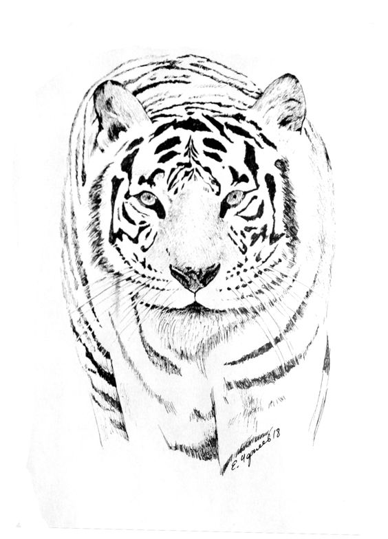 Картинки тигра для срисовки карандашом - красивые и прикольные 7