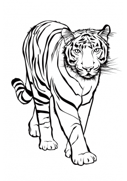 Картинки тигра для срисовки карандашом - красивые и прикольные 9