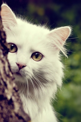 Скачать картинки котиков на телефон - лучшая сборка изображений 7