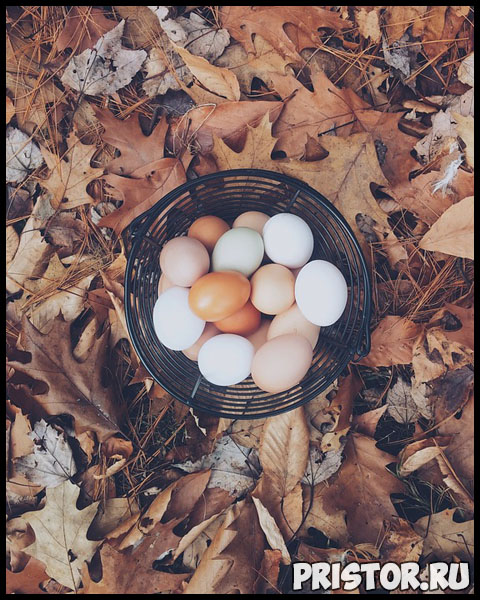 Чем отличаются коричневые яйца от белых В чем разница 1