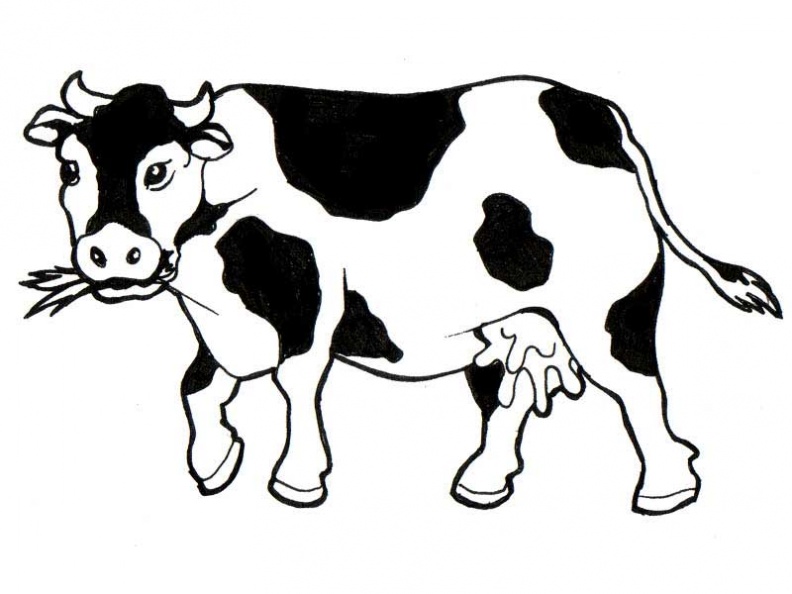 Красивые картинки коровы для детей и малышей - сборка 13