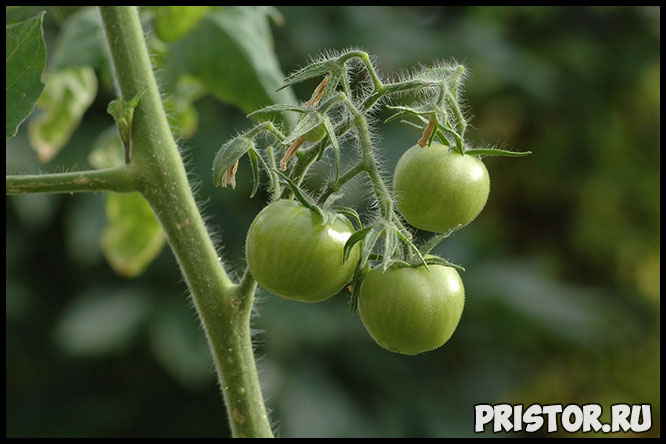 Основные принципы высадки помидора в открытый грунт - самые важные 1