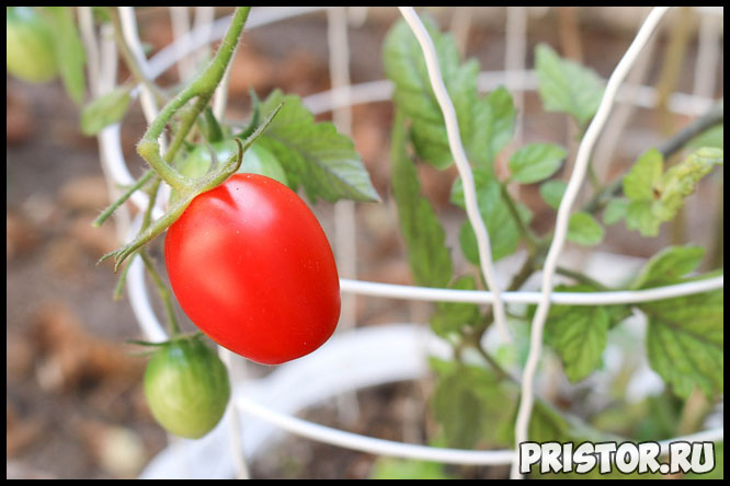 Основные принципы высадки помидора в открытый грунт - самые важные 2