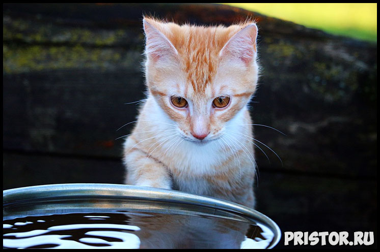 Сколько дней кошка может прожить без еды и воды - интересные факты 3