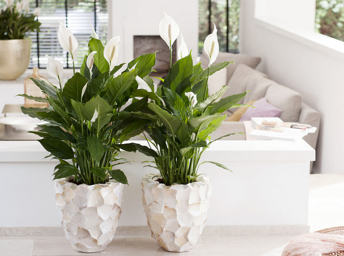7 лучших комнатных растений для очищения воздуха в помещении 4