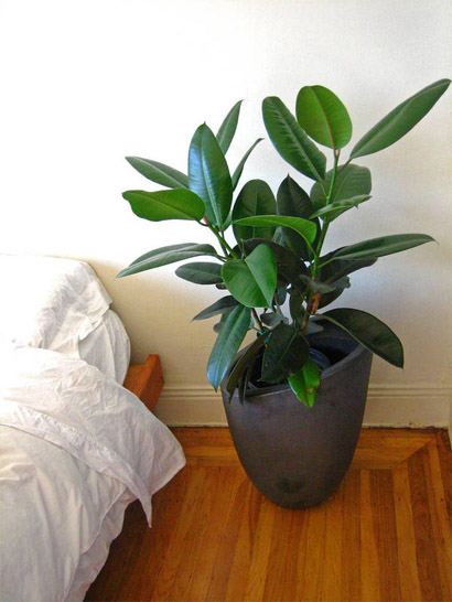 7 лучших комнатных растений для очищения воздуха в помещении 7